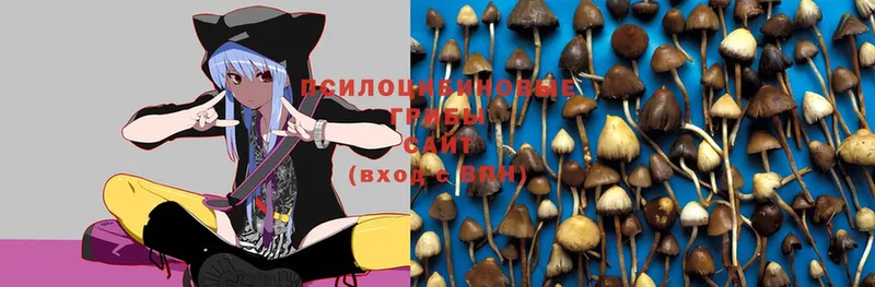 Псилоцибиновые грибы Magic Shrooms  закладки  Сорочинск 